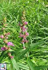 Sumpf-Ziest (Stachys palustris) im Hubbelrather Bachtal