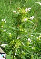 Gewöhnlicher Hohlzahn (Galeopsis tetrahit) im Hubbelrather Bachtal