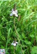 Echtes Eisenkraut (Verbena officinalis)