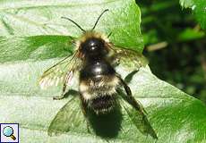 Weibliche Angebundene Kuckuckshummel (Gypsy Cuckoo Bumblebee,  Bombus bohemicus)