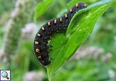 Larve einer Blattwespe (Sawfly, Tenthredo marginella)