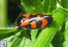 Gemeine Blutzikade (Red-and-black Froghopper, Cercopis vulnerata)