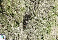 Pfauenfliege (Peacock Fly, Callopistromyia annulipes)