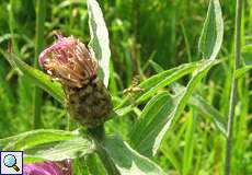 Bohrfliege (Picture-winged Fly, Chaetorellia jaceae)