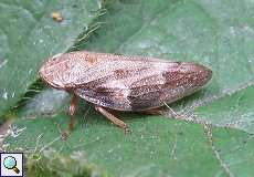 Erlenschaumzikade (Alder Spittlebug, Aphrophora alni)