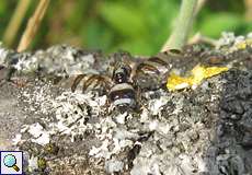 Myennis octopunctata