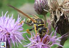 Gallische Feldwespe (Wasp, Polistes dominula)