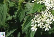 Gasteruption jaculator, Weibchen (Gichtwespe, Ichneumon Wasp)