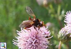 Gemeine Breitstirnblasenkopffliege (Thick-headed Fly, Sicus ferrugineus)