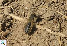 Weibliche Gemeine Sandbiene (Yellow-legged Mining Bee, Andrena flavipes)
