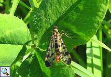 Männliche Gemeine Skorpionsfliege (Scorpionfly, Panorpa vulgaris)