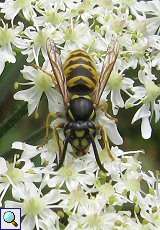 Gemeine Wespe (Common Wasp, Vespula vulgaris)