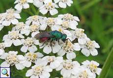 Gemeine Goldwespe (Rubytail Wasp, Chrysis ignita)