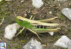 Gemeiner Grashüpfer (Meadow Grashopper, Pseudochorthippus parallelus)