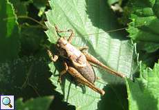 Männliche Gewöhnliche Strauchschrecke (Dark Bush-cricket, Pholidoptera griseoaptera)