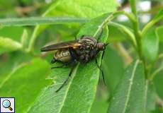 Gewürfelte Tanzfliege (Dance Fly, Empis tesselata)