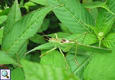 Männliches Grünes Heupferd (Great Green Bush-cricket, Tettigonia viridissima)