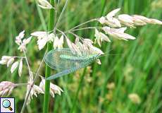 Grünes Perlenauge (Green Lacewing, Chrysopa perla)