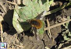 Großer Wollschweber (Large Bee Fly, Bombylius major)