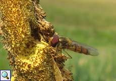 Hainschwebfliege (Marmalade Hoverfly, Episyrphus balteatus)