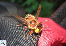 Hornisse (European Hornet, Vespa crabro)