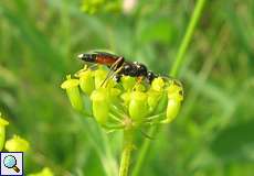 Ichneumon stramentarius