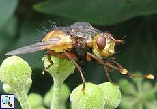 Igelfliege (Tachinid Fly, Tachina fera/magnicornis)
