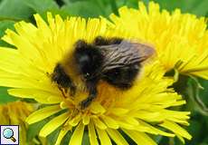 Keusche Kuckuckshummel (Vestal Cuckoo Bee, Bombus vestalis)