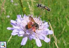 Weibliche Knautien-Sandbiene (Mining Bee, Andrena hattorfiana)