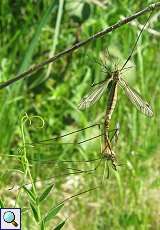 Kohlschnaken bei der Paarung (Marsh Crane Fly, Tipula oleracea)