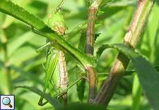 Weibliche Kurzflügelige Schwertschrecke (Short-winged Conehead, Conocephalus dorsalis)