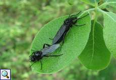 Zwei Märzfliegen (St. Mark's Fly, Bibio marci) bei der Paarung, unten ist das Männchen zu sehen und oben das Weibchen