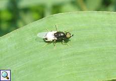 Männliche Waffenfliege (Soldierfly, Nemotelus pantherinus)