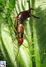 Gemeiner Ohrwurm (Earwig, Forficula auricularia)