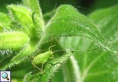 Larve der Punktierten Zartschrecke (Speckled Bush Cricket, Leptophyes punctatissima)