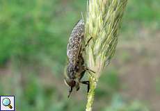Männliche Regenbremse (Common Horse Fly, Haematopota pluvialis)