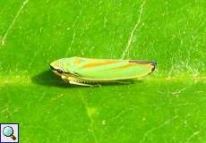 Rhododendronzikade (Rhododendron Hopper, Graphocephala fennahi)