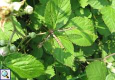 Weibliche Riesenschnake (Giant Crane Fly, Tipula maxima)