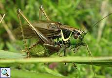 Männliche Roesels Beißschrecke (Roesel's Bush-Cricket, Roeseliana roeselii)