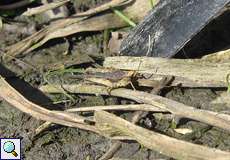 Säbeldornschrecke (Slender Groundhopper, Tetrix subulata)