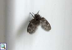 Schmetterlingsmücke (Moth Fly)