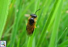 Gräserblattwespe (Sawfly, Selandria serva)