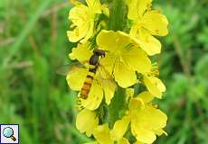 Sphaerophoria menthrastri-Artenkomplex