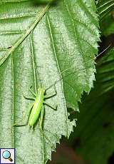 Südliche Eichenschrecke (Southern Oak Bush Cricket, Meconema meridionale)