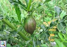 Pflanzengalle einer Distel-Bohrfliege (Canada Thistle Gall Fly, Urophora cardui)