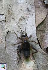 Waldgrille (Wood Cricket, Nemobius sylvestris)
