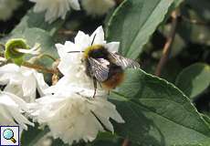 Wiesenhummel (Early Bumblebee, Bombus pratorum)