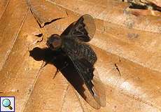 Zickzacklinien-Trauerschweber (Zigzag Bee Fly, Hemipenthes morio)