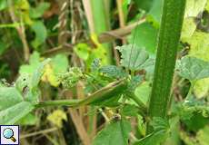 Weibliche Zwitscherschrecke (Small Green Bush-cricket, Tettigonia cantans)