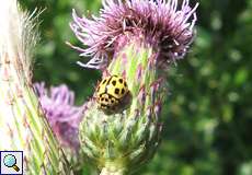 Vierzehnpunkt-Marienkäfer (Fourteen-spotted Lady Beetle, Propylea quatuordecimpunctata), überwiegend gelbe Variante